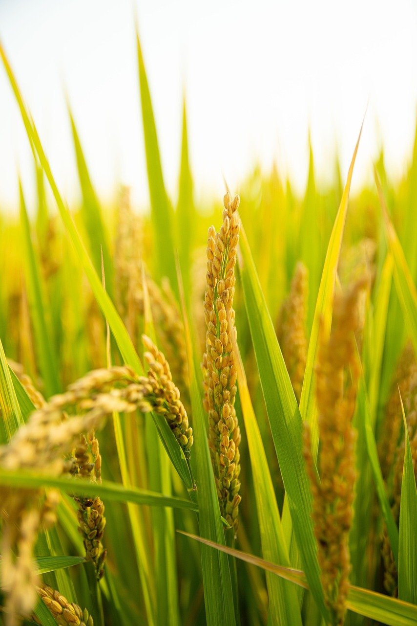 Agriculture